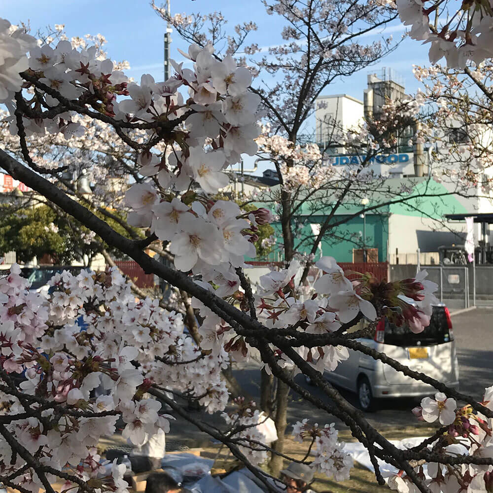 桜並木の向こうに見えるユダ木工本社