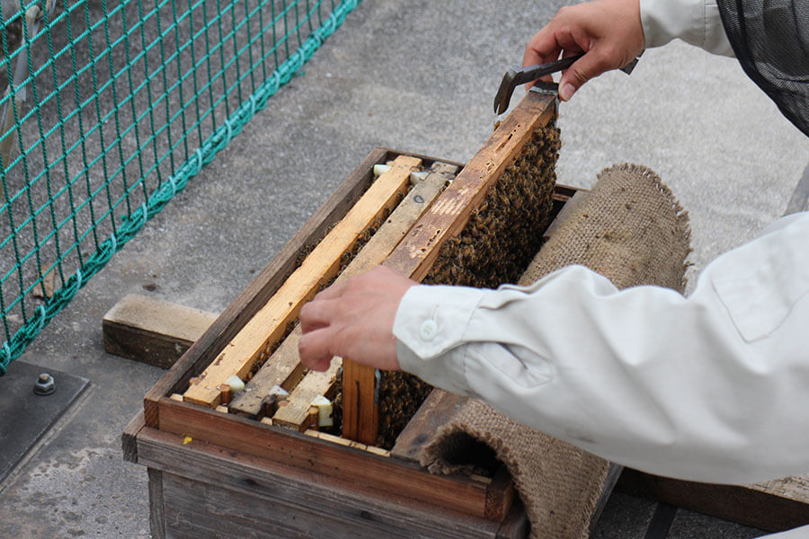 養蜂箱の中