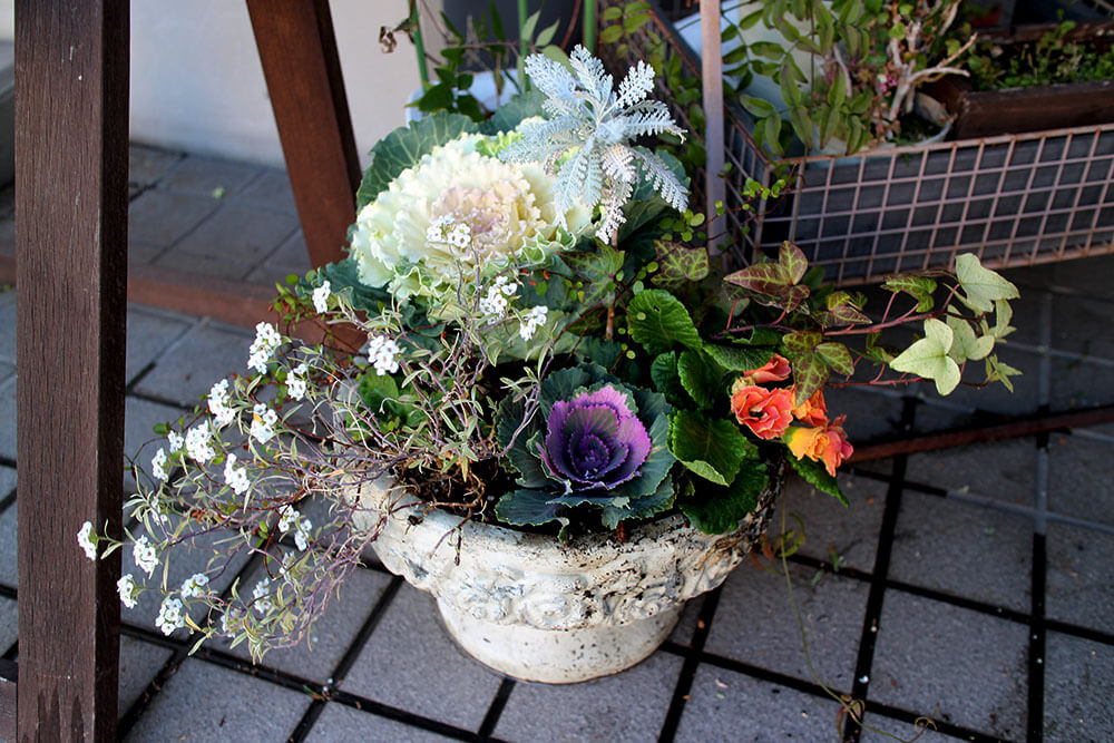 冬の花の寄せ植え