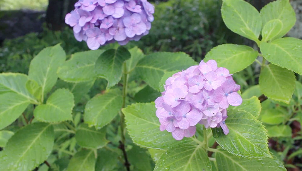 梅雨の景色　紫陽花の花