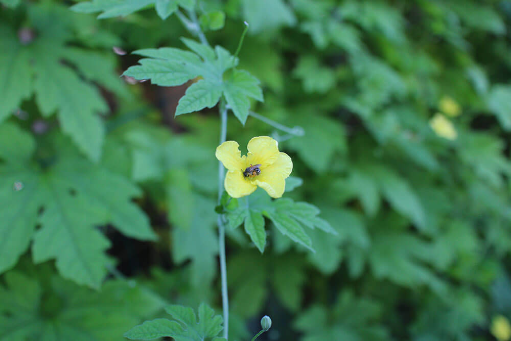 ゴーヤの花にとまるミツバチ