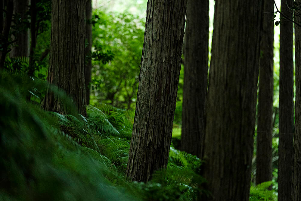 国産ヒノキの森