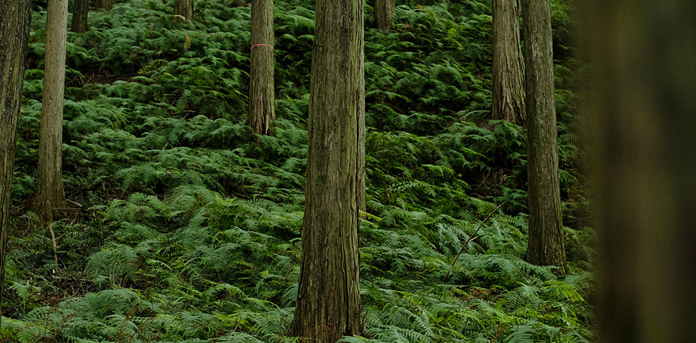 合法木材～国産ヒノキの森